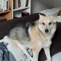 Hondenoppas werk Zutphen: baasje van Dex