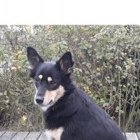 Hondenoppas werk Purmerend: baasje van Roady  8 jaar, alle inentingen gehad en behandeld tegen vlooien/teken