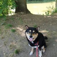 Hondenoppas werk Den Haag: baasje van Loki