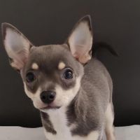 Hondenoppas werk Oosterhout (Noord-Brabant): baasje van Scooby