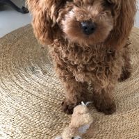 Hondenoppas werk Amsterdam: baasje van Billy