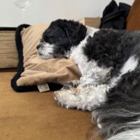Hondenoppas werk Zwolle: baasje van Max