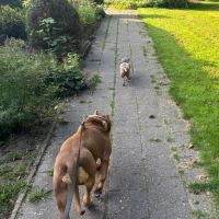 Hondenoppas werk Olst: baasje van Joep en Faya 