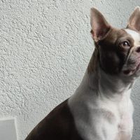 Hondenoppas werk Gouda: baasje van Amy