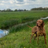 Hondenoppas werk Zoetermeer: baasje van Levi