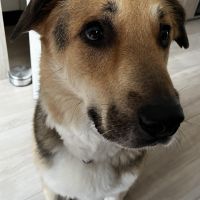 Hondenoppas Zevenaar: Lindsay