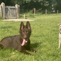 Hondenuitlaatservice Doetinchem: Milou