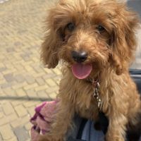 Hondenoppas werk Bergen op Zoom: baasje van Loetje