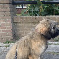 Hondenoppas werk Hengelo (Overijssel): baasje van Gossie