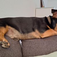 Hondenoppas werk Hoogeveen: baasje van Scott