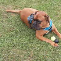 Hondenoppas werk Schiedam: baasje van Rocky