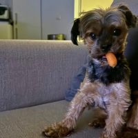 Hondenoppas werk Amsterdam: baasje van Loulou en Brutus