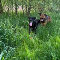 Hondenoppas werk Doorn: baasje van Pip en Blacky