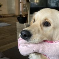 Hondenoppas werk Zeist: baasje van Lux