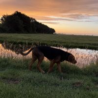 Hondenoppas werk Amsterdam-Zuidoost: baasje van Borys