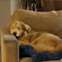 Hondenoppas werk Wijk bij Duurstede: baasje van Dex