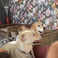 Hondenoppas werk Apeldoorn: baasje van Lucky & Yuki