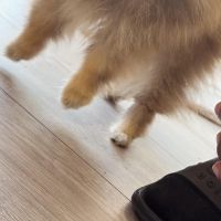 Hondenoppas werk Amsterdam: baasje van Fendi