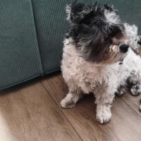 Hondenoppas werk Ede: baasje van Teddy en Layla 