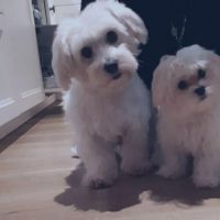 Hondenoppas werk Sint Jansklooster: baasje van Cindy en Daisy