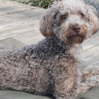 Hondenoppas werk Geldrop: baasje van Jess