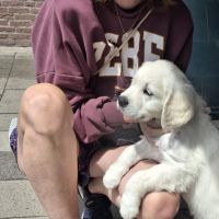 Hondenoppas Vught: Ilja