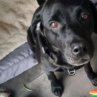 Hondenoppas werk Roermond: baasje van Pippa
