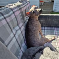 Hondenoppas Emmen (Drenthe): David