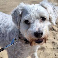 Hondenoppas werk Voorthuizen: baasje van Toby