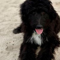 Hondenoppas werk Huis ter Heide: baasje van Dex