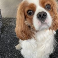 Hondenoppas werk Zoetermeer: baasje van Billie