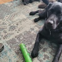 Hondenoppas werk Schagen: baasje van Puk