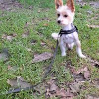 Hondenoppas Ede: Lonneke