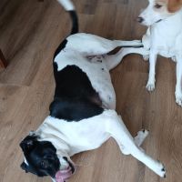 Hondenoppas werk Sneek: baasje van E.T. en Jake