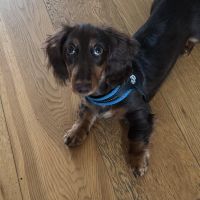 Hondenoppas werk Amsterdam: baasje van Winnie