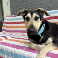 Hondenoppas werk Abcoude: baasje van Mylo