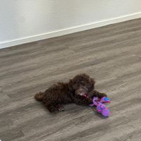 Hondenoppas werk Ermelo: baasje van Bobby
