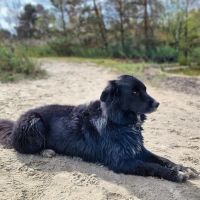 Hondenoppas werk Boxtel: baasje van Mana