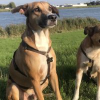 Hondenoppas werk Oosterhout (Noord-Brabant): baasje van Theo & Lena