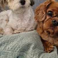 Hondenoppas werk Weesp: baasje van Ruby en Luna