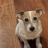 Hondenoppas werk Oosthuizen: baasje van Zeppe