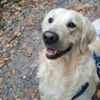 Hondenoppas werk Leeuwarden: baasje van Buddy
