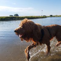 Hondenoppas Wageningen: Jeroen 