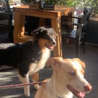 Hondenoppas werk Best: baasje van Ivy & Kuta