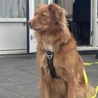 Hondenoppas werk Helmond: baasje van Pippi