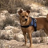 Hondenoppas werk Muntendam: baasje van Floris