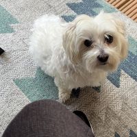 Hondenoppas werk Maastricht: baasje van Rambo