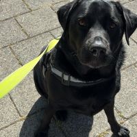 Hondenoppas werk Almere: baasje van Stirm