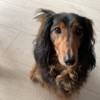 Hondenoppas werk Alphen aan den Rijn: baasje van Tucker