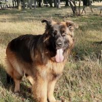 Hondenoppas werk Ruinerwold: baasje van Nova